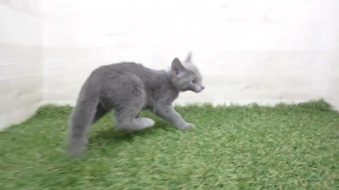 Coo&RIKU　No00667481 ロシアンブルー