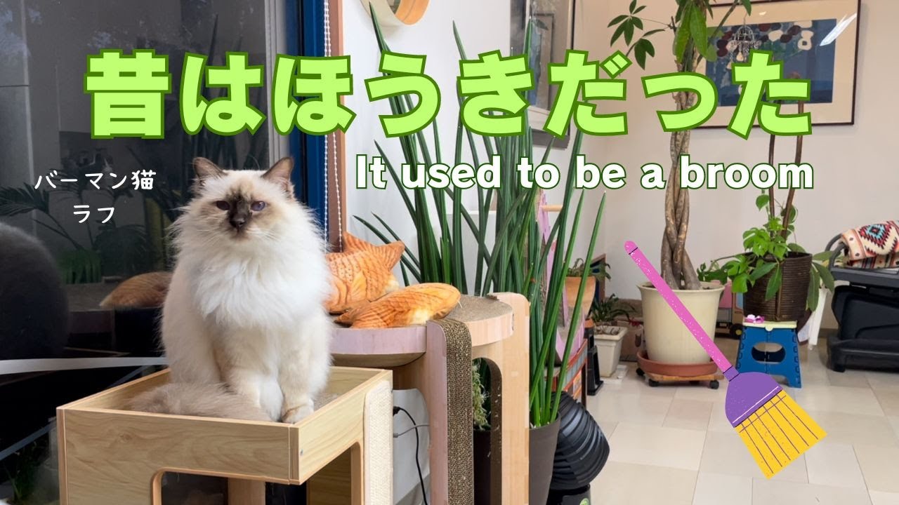 バーマン猫ラフ【昔はほうきだった】It used to be a broom（バーマン猫）Birman/Cat