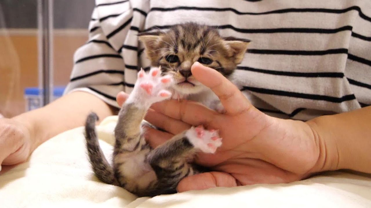 先輩子猫と遊びたくて、慌ててママから飛び降りる子猫【赤ちゃん猫　保護猫】