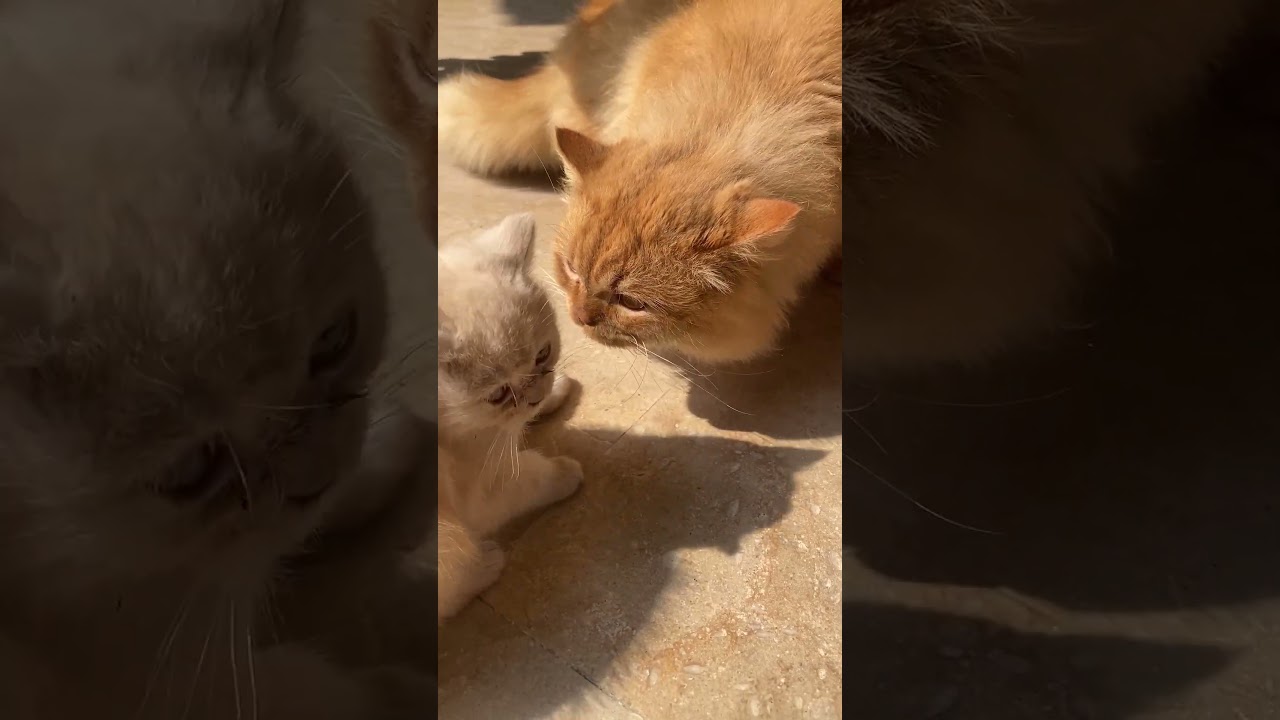Brown cat and kitten 😱❤️??Kiss?? #shortvideo