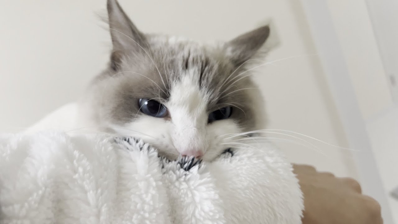 【再up】大好きなキャットタワーを取り上げられて激怒してくるラグドール猫が怖すぎた…