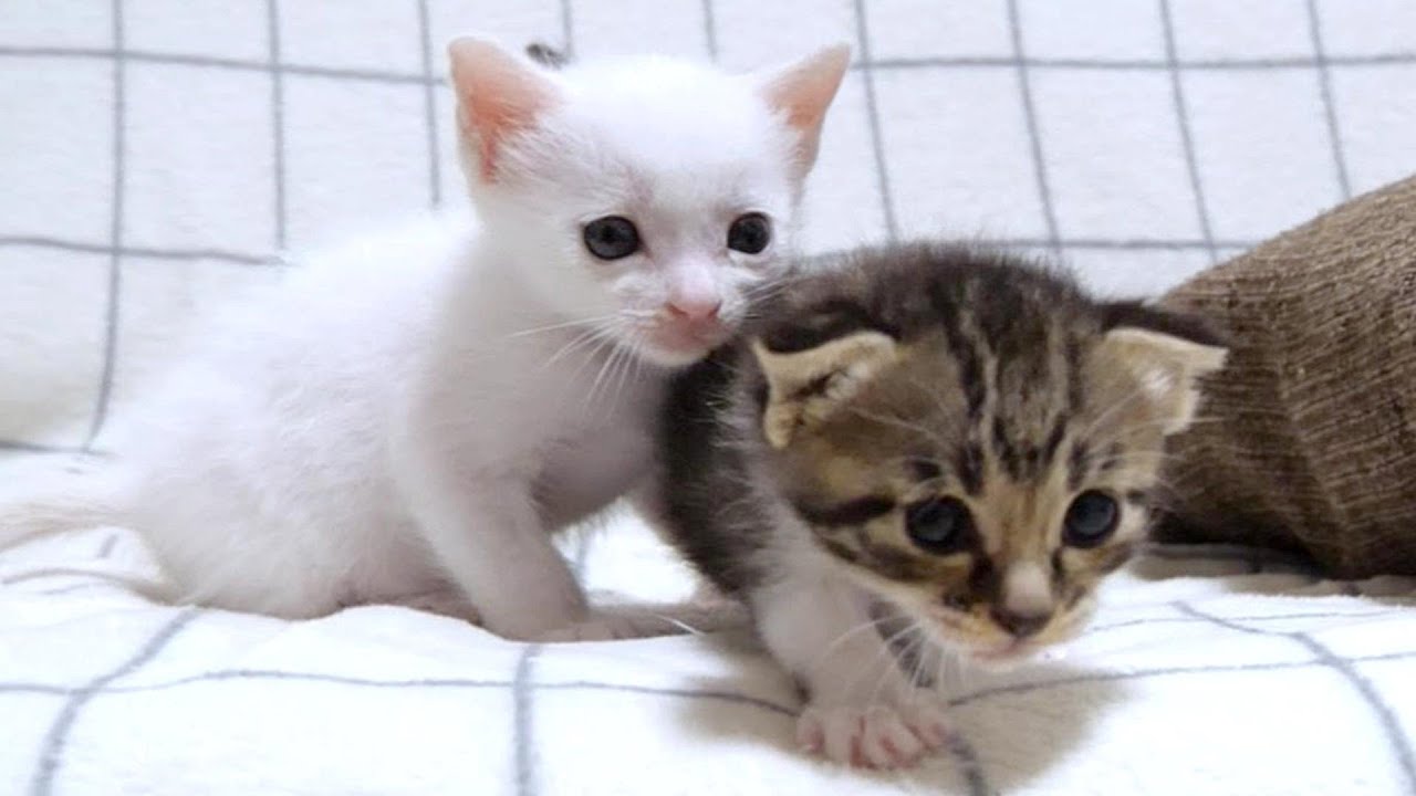 小さい子猫達は大きい海老にびっくりして後ずさりしてしまいました【赤ちゃん猫　保護猫】