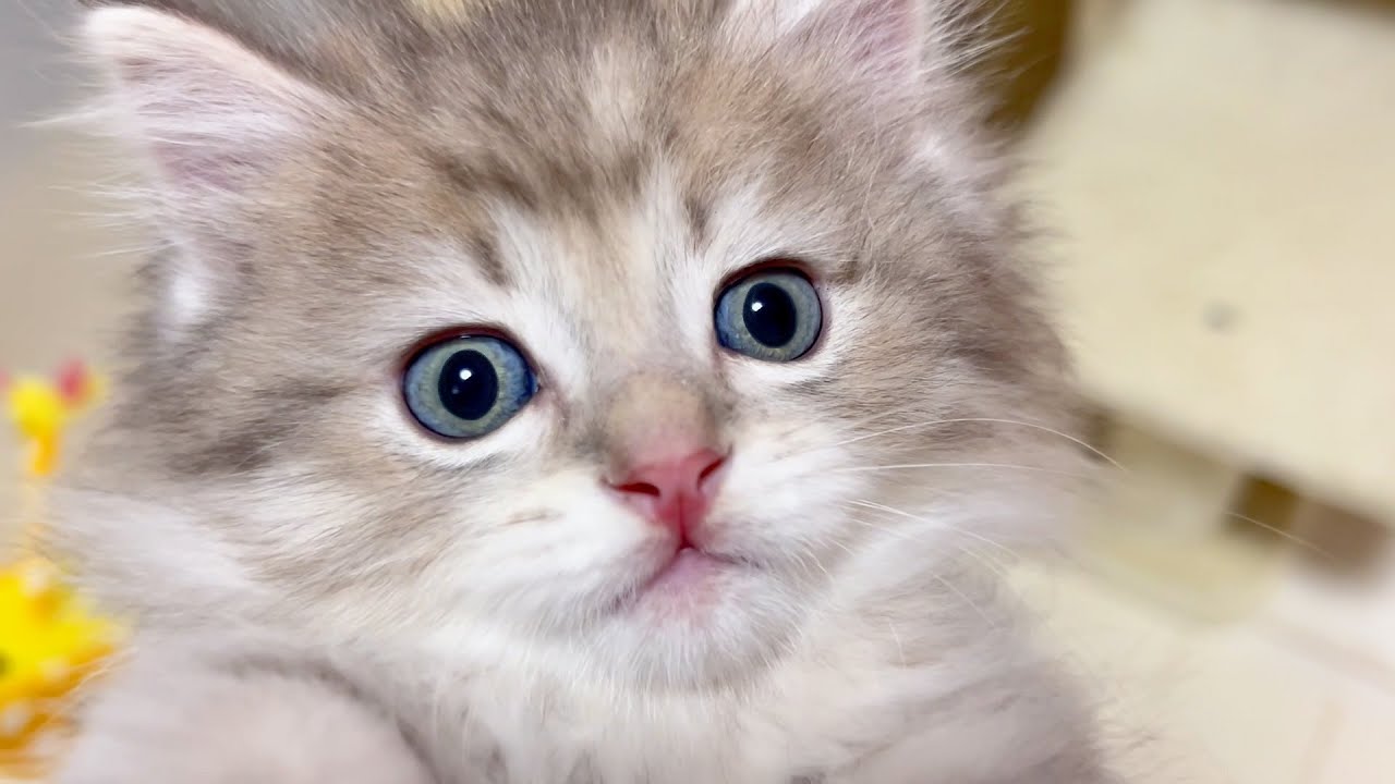 【マンチカンの子猫】子猫のテンションが上がって突進してくる件 ～猫のいる生活Vol.908～出産動画 マンチカン短足・ミヌエット・ペルシャ猫専門ブリーダー『ペット蔵人』【子猫の成長記録】