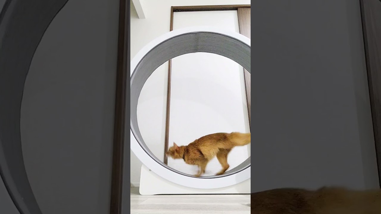 キャットホイールで遊んだよ！ #キャットホイール #shorts #ソマリ #キジトラ #保護猫 #しぴこめ #しぴこめしゃんねる #ねこ #腎不全 #腎臓病 #尿路結石 #ソマリレッド #猫の暮らし