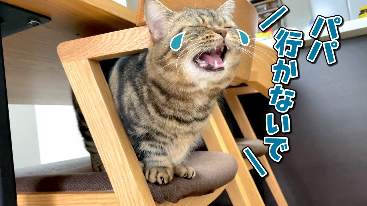 出掛ける準備を始めると行かないでアピールをする猫が可愛すぎる…