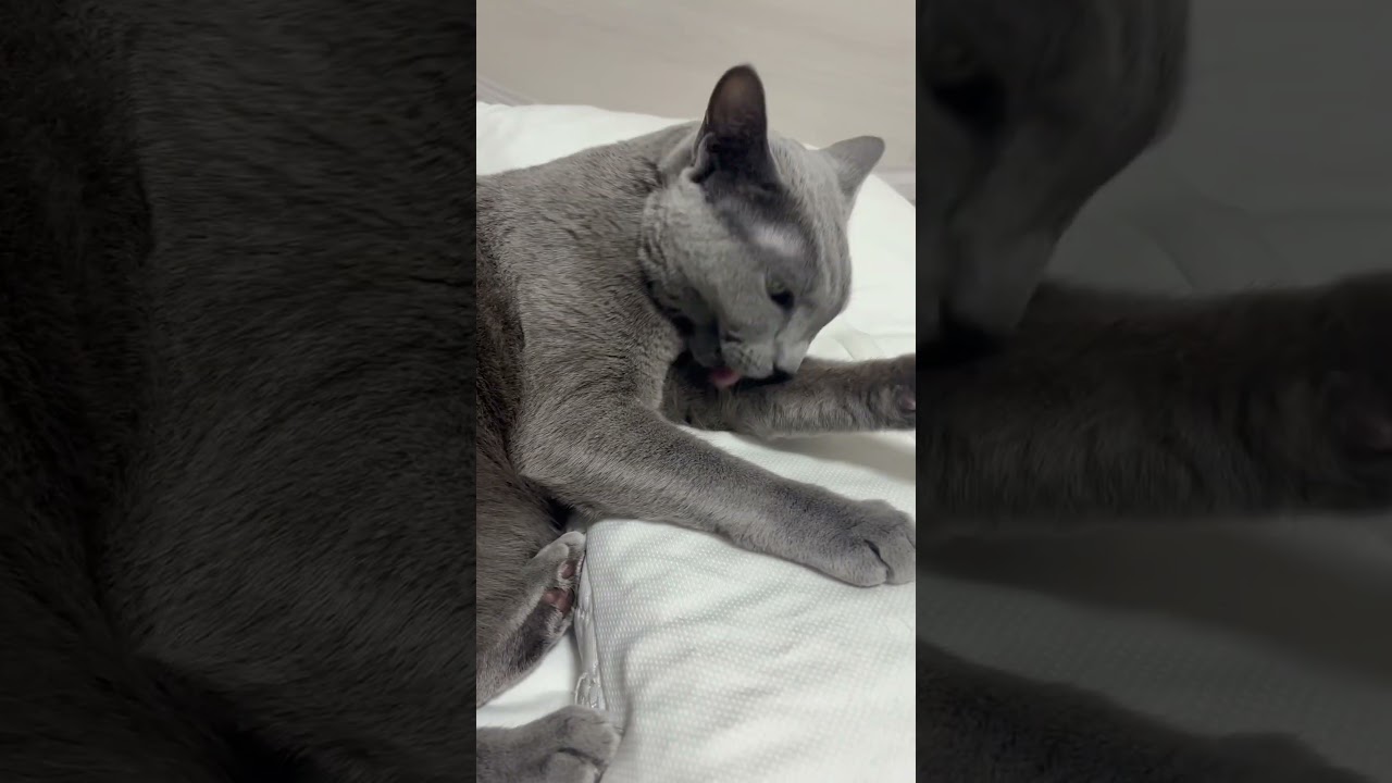 町中華　　#shorts #猫のいる暮らし #新しい景色を2022 #russianblue #ねこ