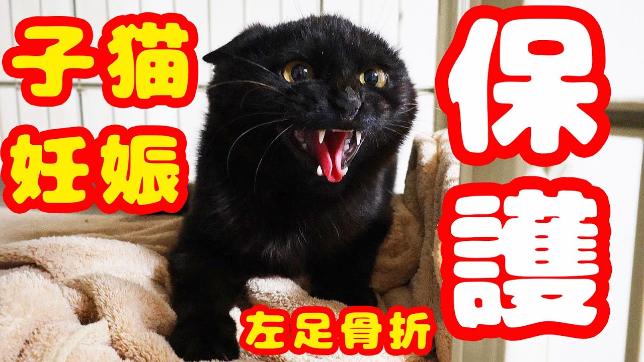 【子猫 保護】野良猫子猫無事保護 ６ヶ月のメス 妊娠心配 クロちゃんシャーシャー猫パンチがすごい