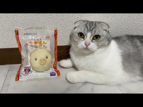 【肉まん】猫に豚まんをあげてみたらこんなことに…汗