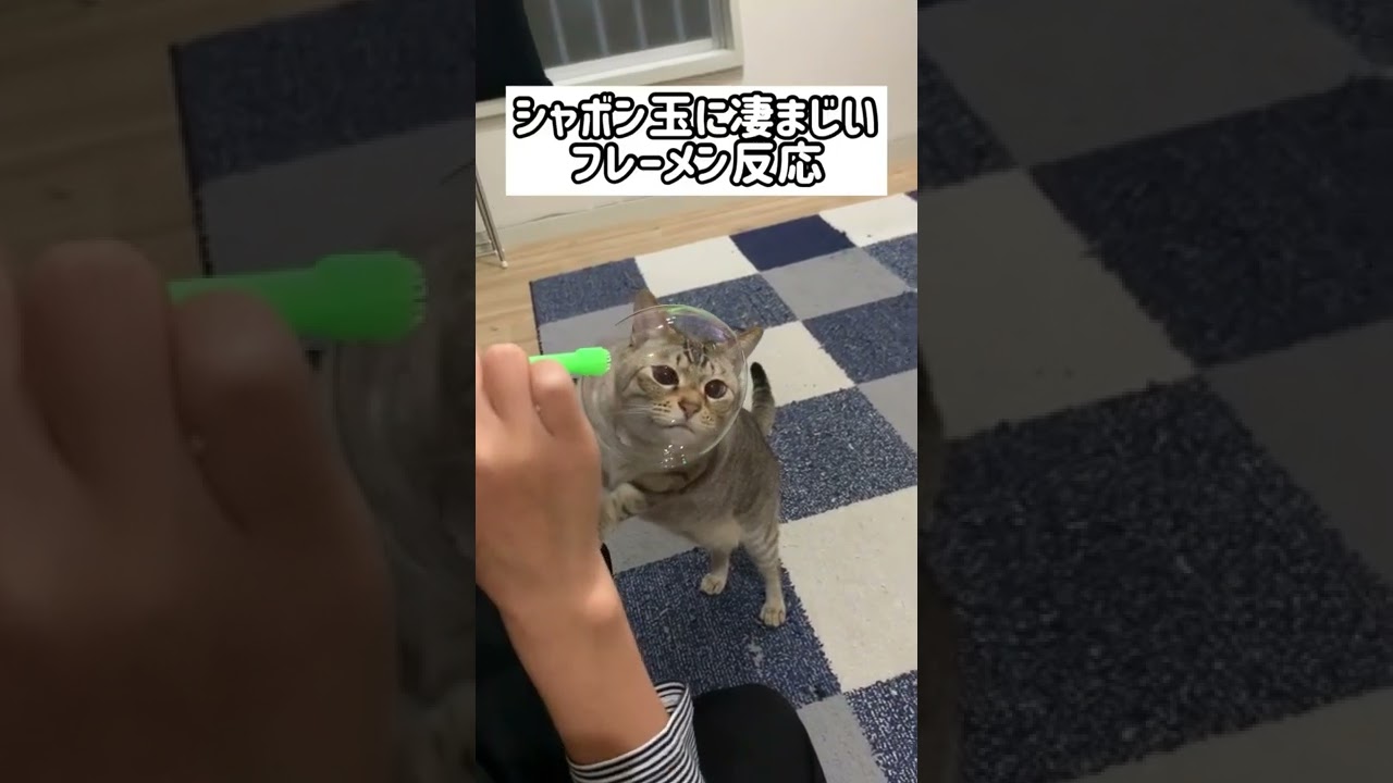 シャボン玉に凄まじいフレーメン反応