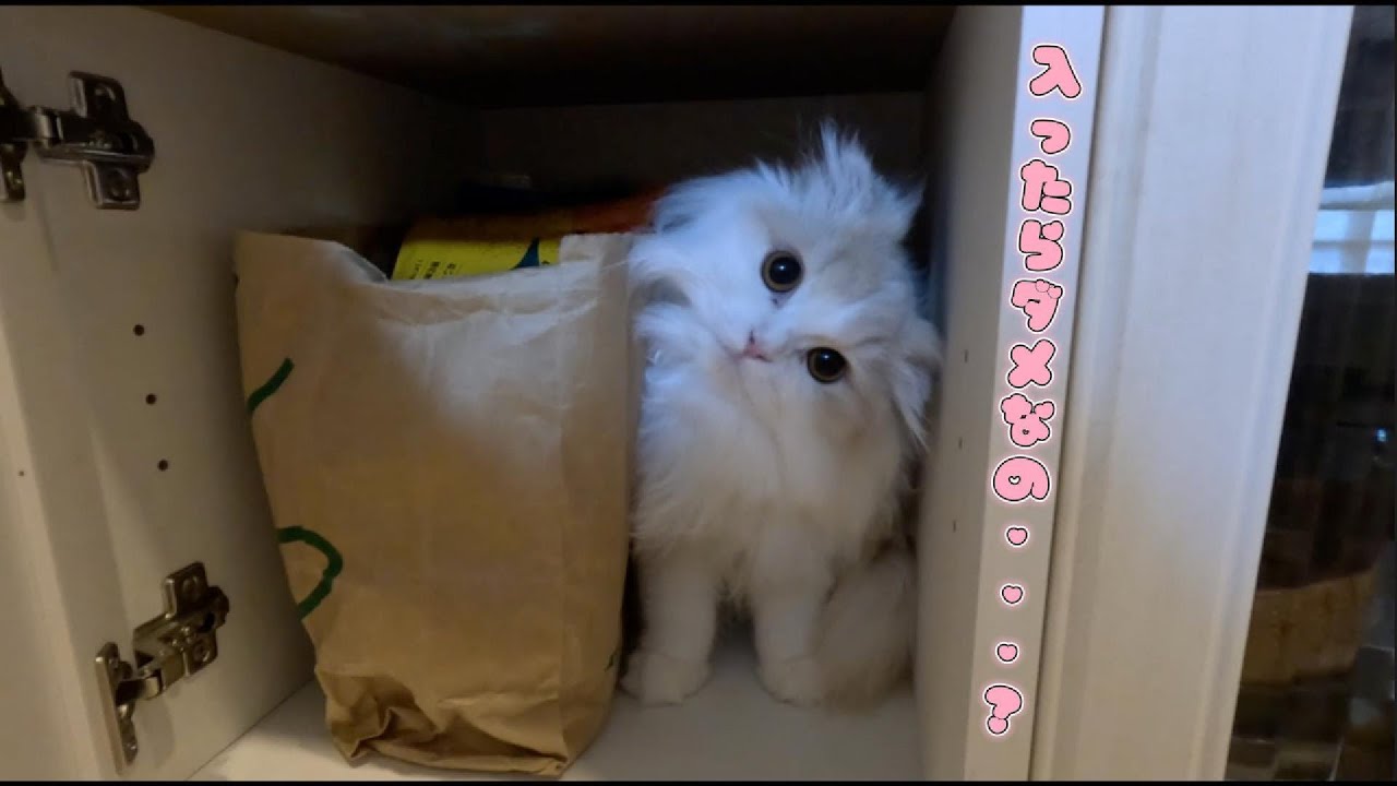 扉の中に入ってしまうねこ