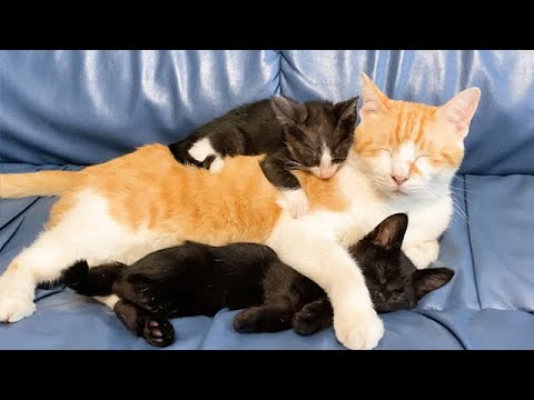 保護子猫のことが大好きな先住猫
