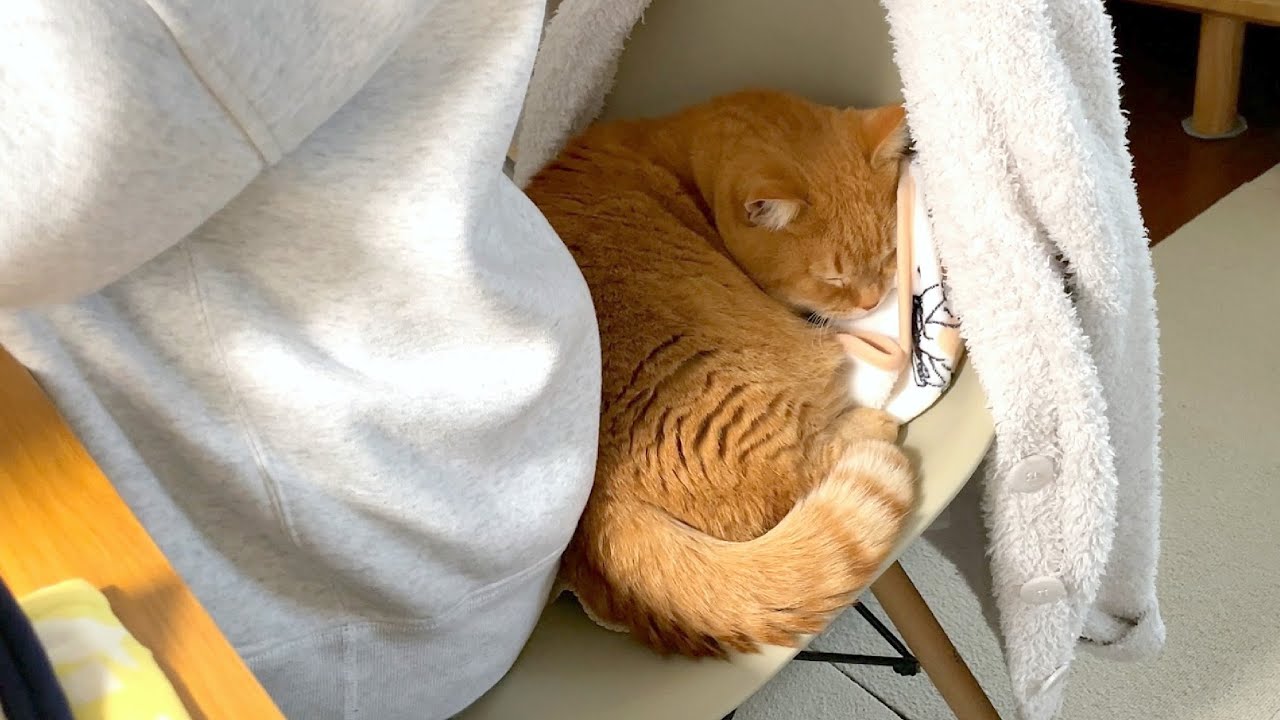 狭いけどママとくっついて寝たい猫が可愛すぎる…