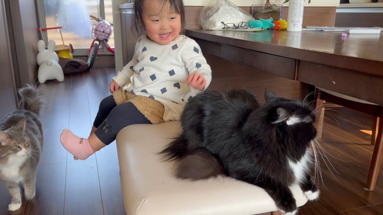 子供達の成長を間近で感じる猫　ラガマフィン&ノルウェージャン　A cat who witnesses the growth of children