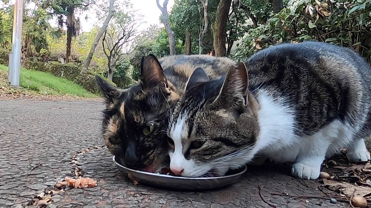 地域猫　お腹空かせた、仲が良い💛さび猫さんとサバトラ猫さんへごはんをあげました。I gave food to my friendly cat who was hungry.　Vol.763