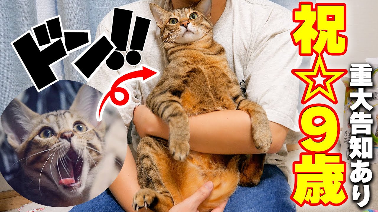 【祝】公園に捨てられていた子猫がついに9歳になりました…！！