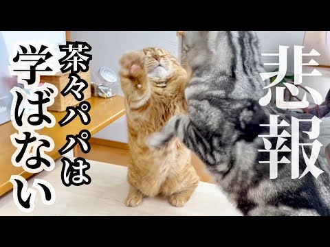 【悲報】茶々パパは学ばない... #猫 #マンチカン