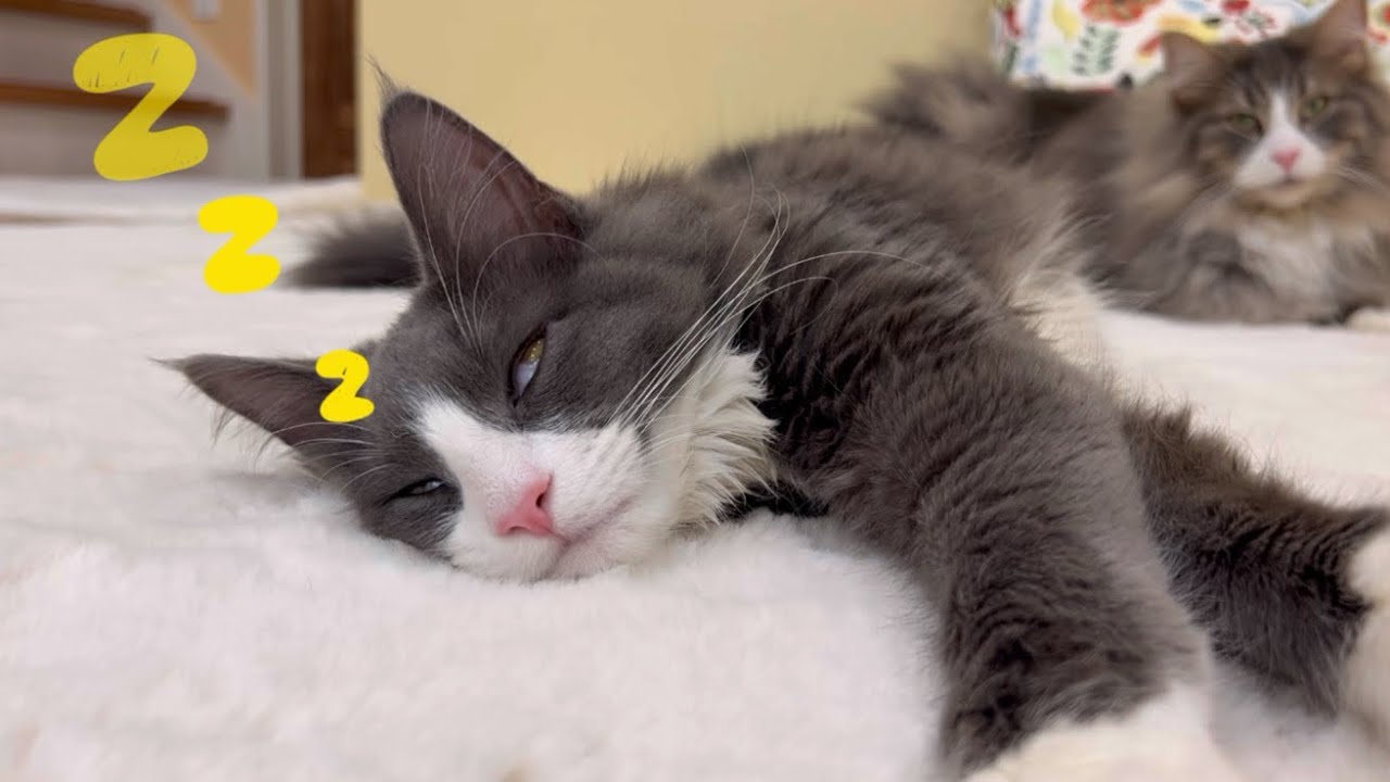 【爆睡w】生後約半年の子猫ターキッシュアンゴラの爆睡するまでが可愛すぎた💖🥹