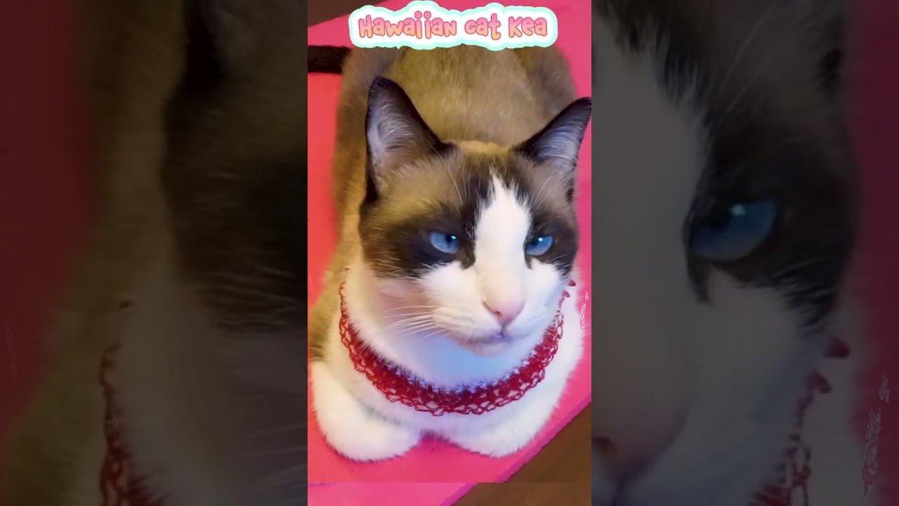 おててないないニャンコ #shortsシャム猫 #fuunycats