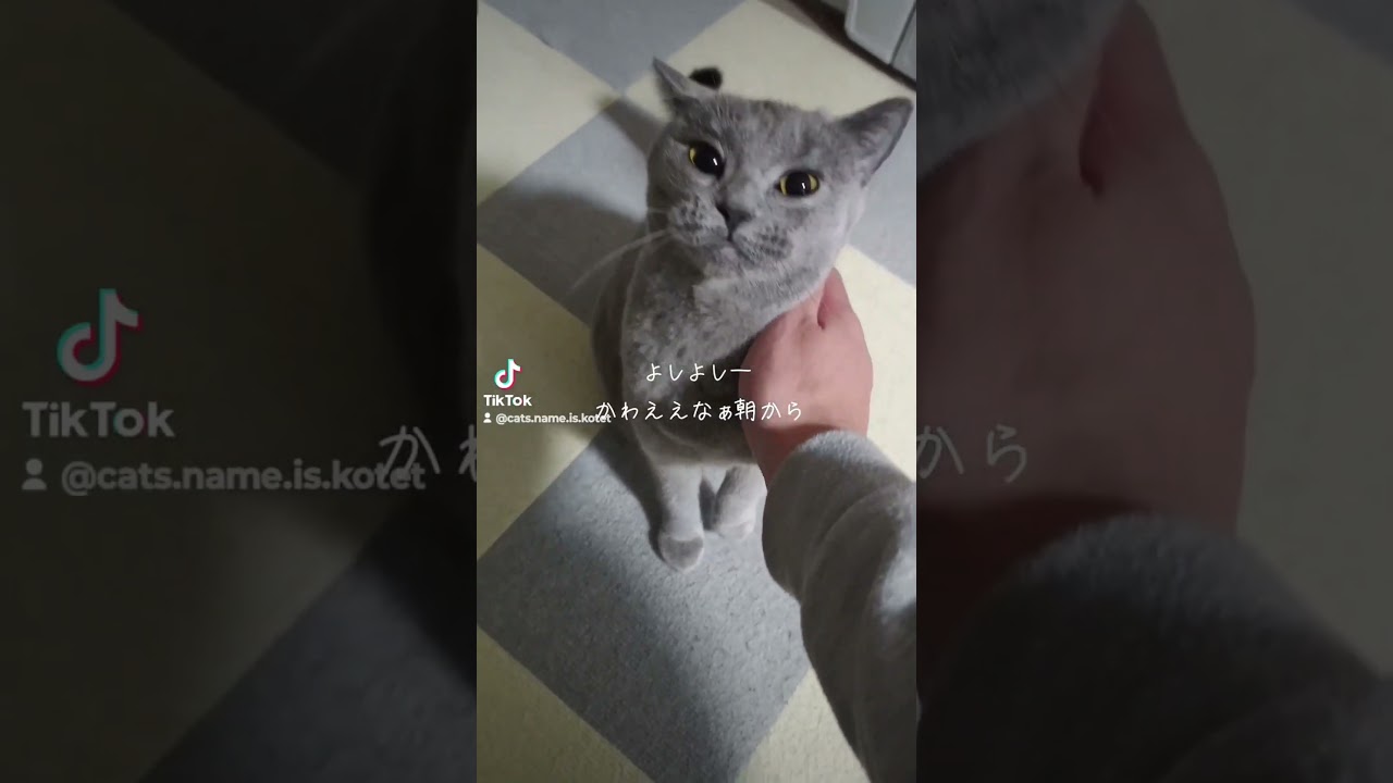 シャルトリューと暮らす朝(Morning with Chartreux)