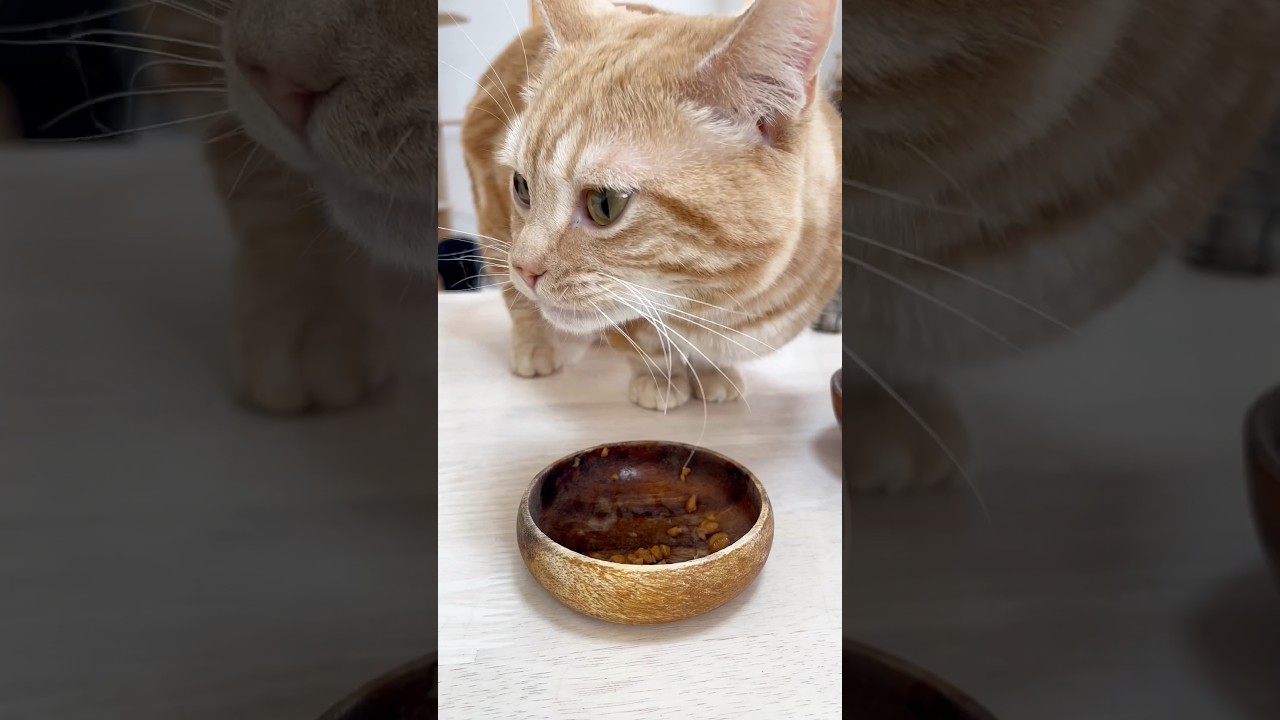 納豆のねばねばが大好きな猫 #猫 #マンチカン #shorts
