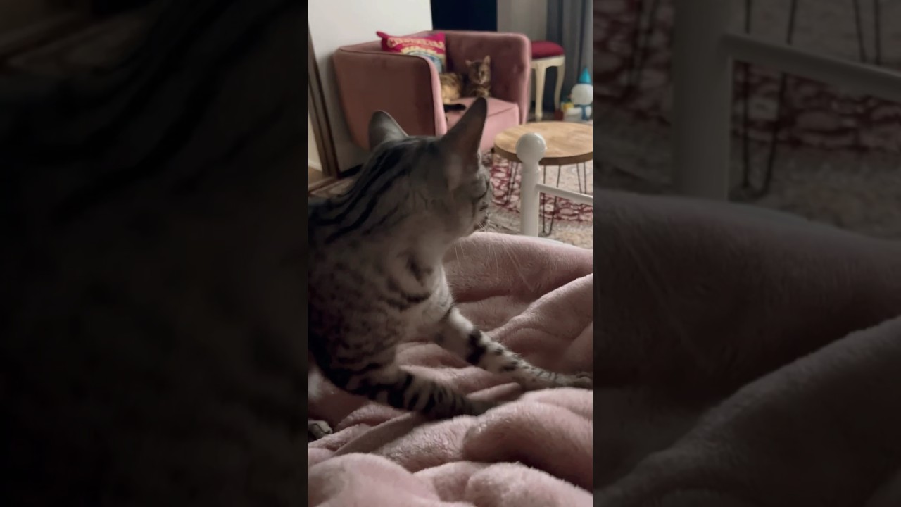 おはよーニャンズ🐈‍⬛🐈 #cat #ニャン #オシキャット #ベンガル #癒し動画 #おはよう #フミフミ#ねこの日