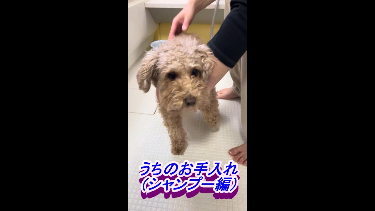 No.1【自宅トリミングに挑戦】トイプードル犬（シャンプー編）　　　　　　　　　　　　　　　　　　♪使用曲【The Easy Winners】 (Scott Joplin) ＜ラグタイム＞
