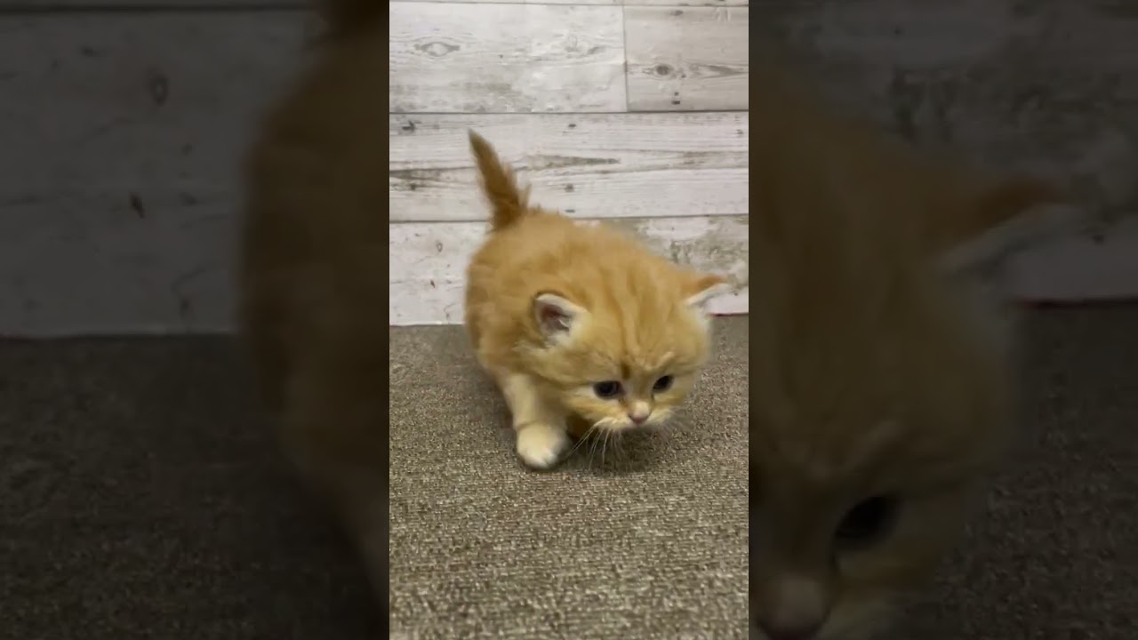 マンチカン 足長、ロングヘアーの女の子♪