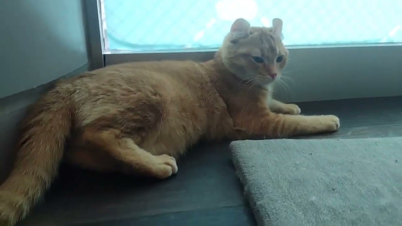 ペットショップCoo&RIKU　アメリカンカール　646904