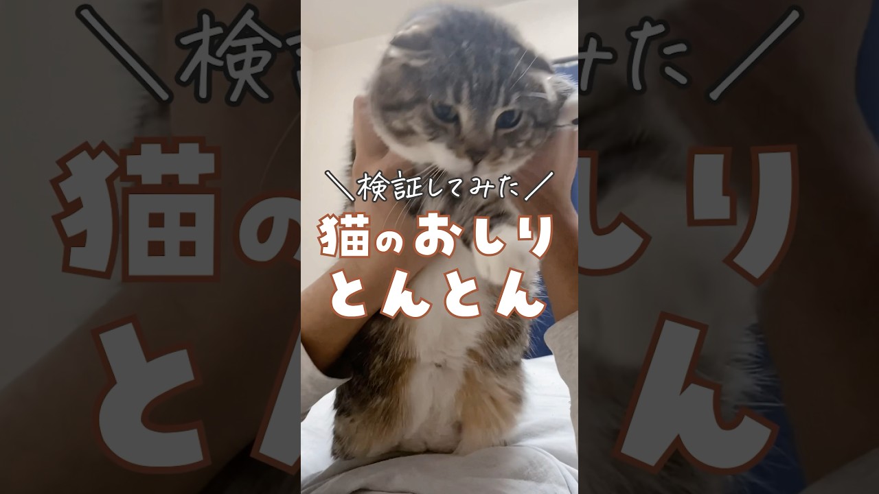 おしりトントンの魔力に取り憑かれた猫の末路… #猫 #猫のいる暮らし #猫あるある