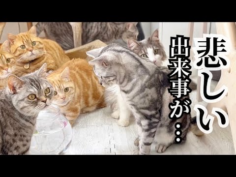 ショックなことがおきました... #猫 #マンチカン