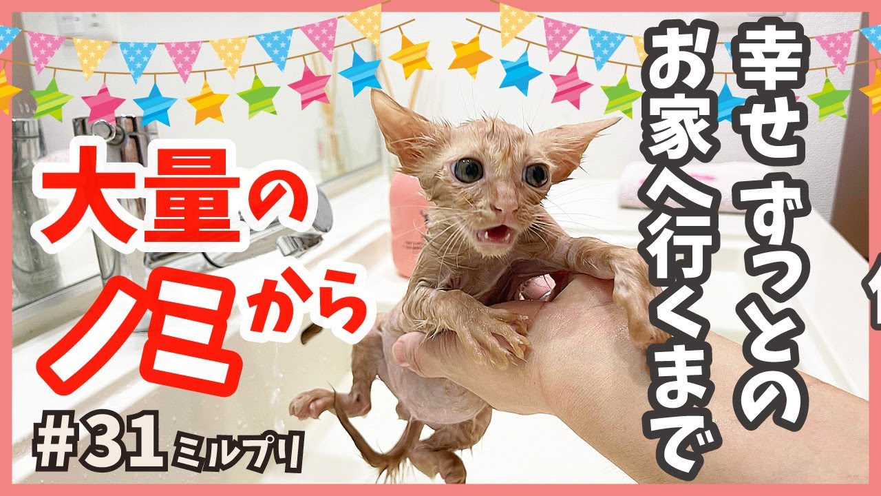 【子猫 旅立ち】生後１ヶ月半で保護した可愛い子猫が、立派に成長してずっとのお家へ。（ミルプリ31）