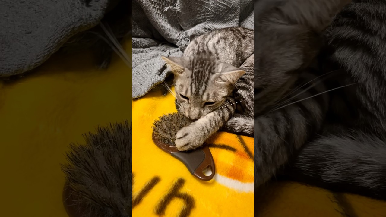 猫用ブラシを構うお手手が可愛い😍ユキオ#cat #ニャン #オシキャット #ベンガル #癒し動画