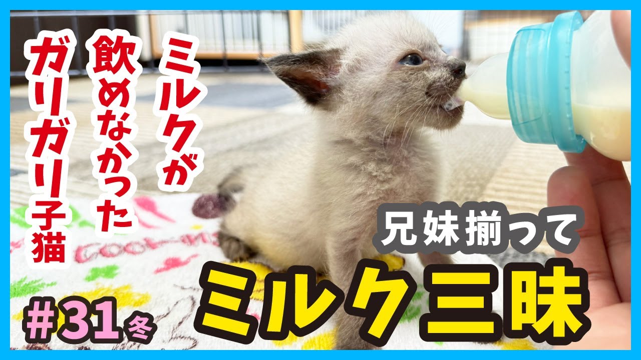 【ガリガリ子猫】ミルクを飲めなくなった子猫が美味しそうに飲んで、お散歩も！真冬に保護した赤ちゃん猫たちの成長記録。（冬31）