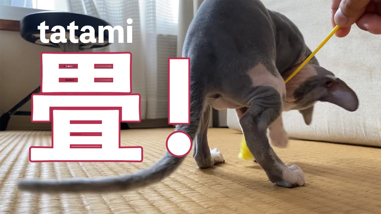 【第14話】畳部屋とスフィンクス猫、くぅちゃん