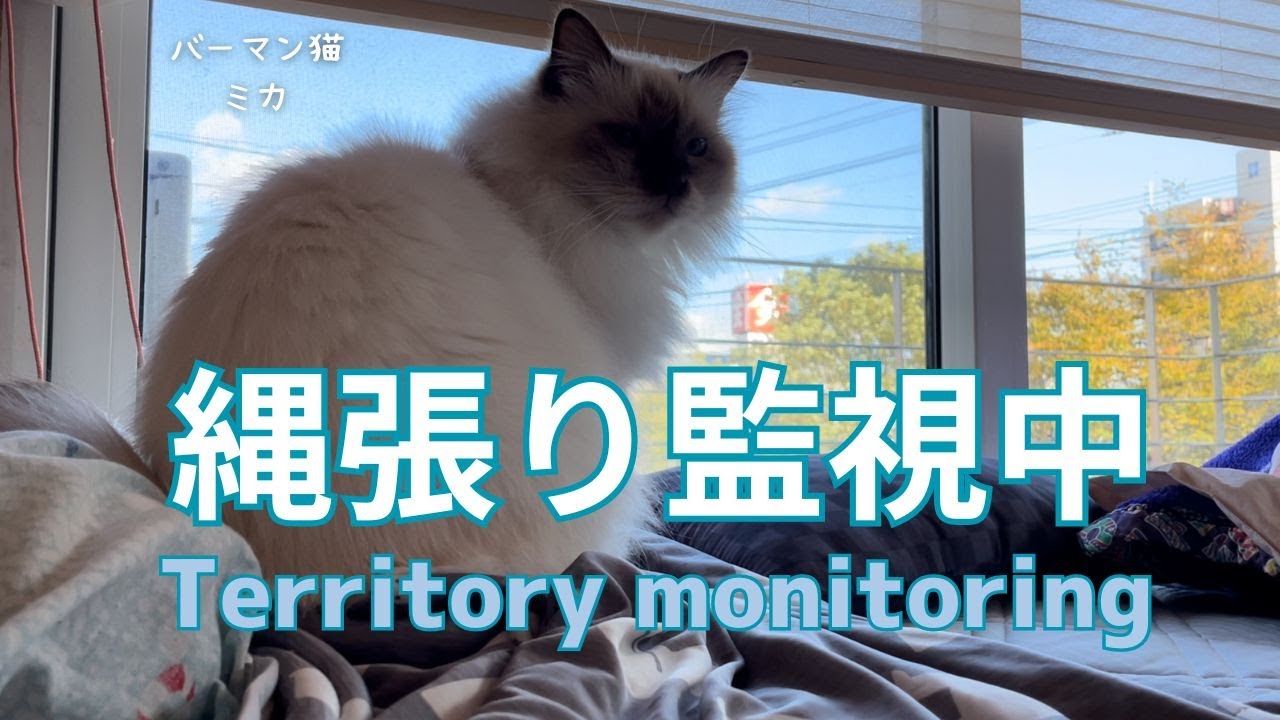 バーマン猫ミカ【縄張り監視中】Territory monitoring（バーマン猫）Birman/Cat