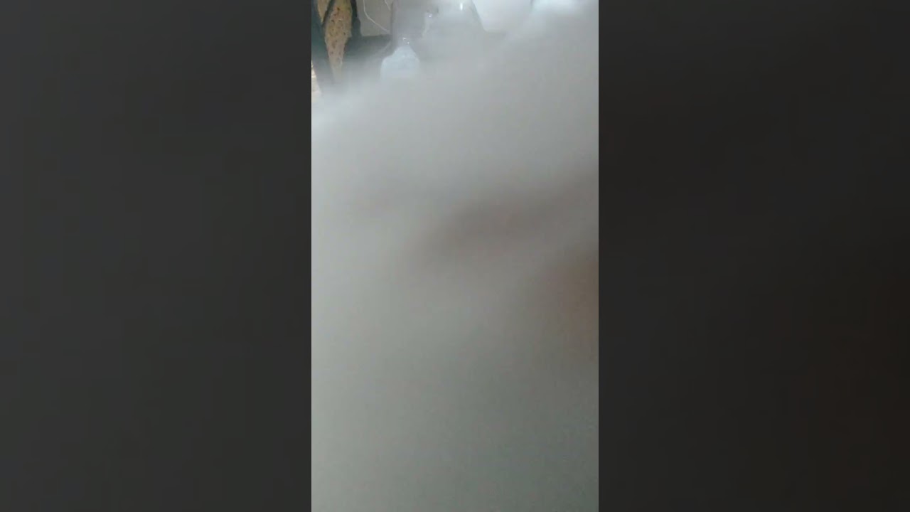 今日のしろすけ