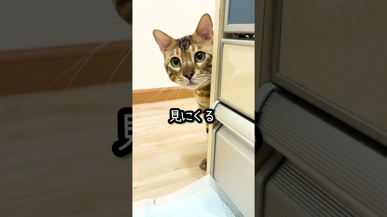 猫あるある 飼い主が視界から消えると・・・ #shorts #ベンガル #猫