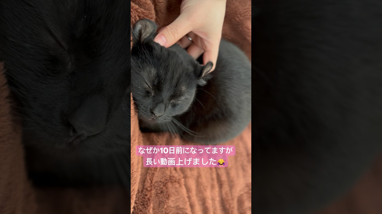 たくさん眠る日の猫様と人間の動画上げました🐈‍⬛🥱エマ様が超絶可愛いので是非❤️#shorts #cat #アメリカンカール #猫 #ねこ