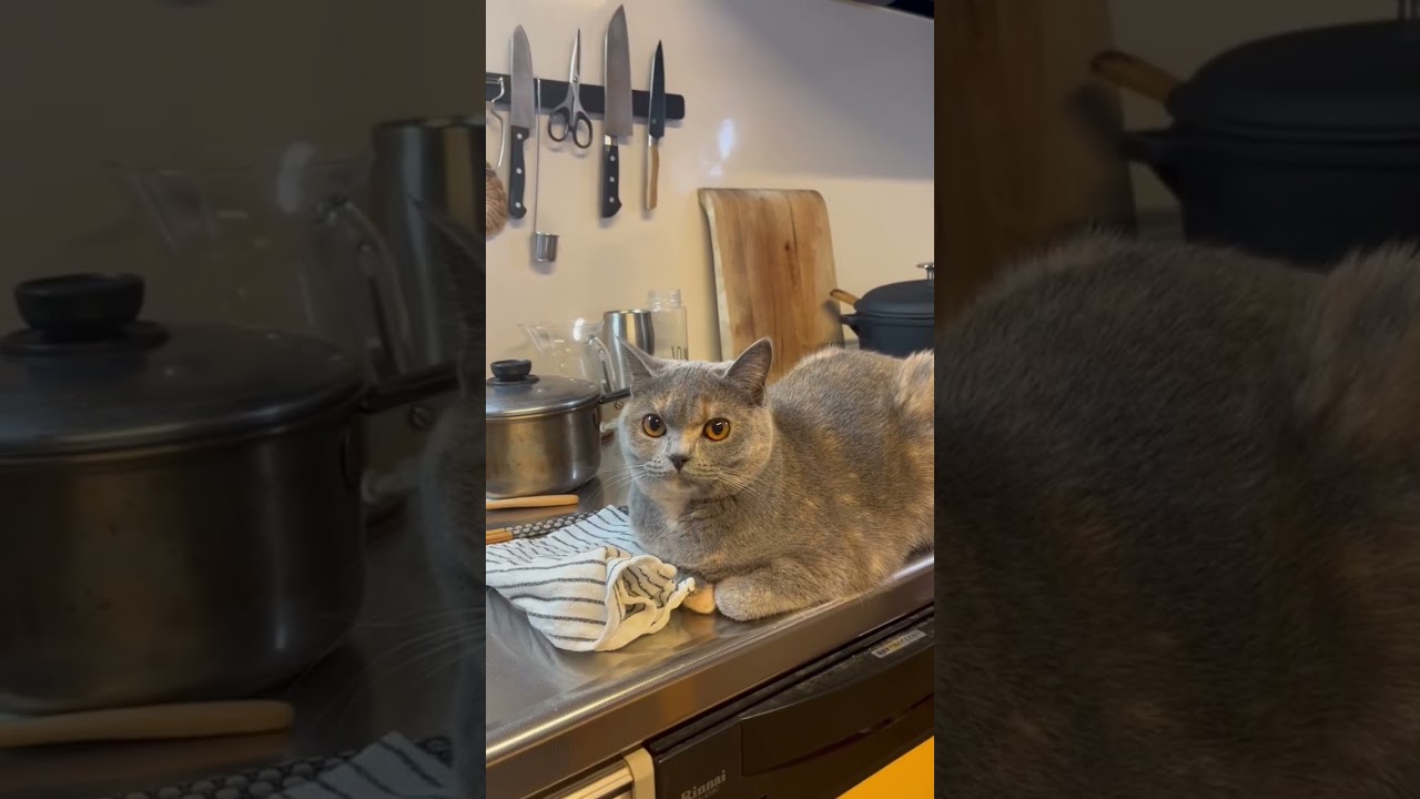 そこは寛ぐ場所ではありませんよーー #ブリティッシュショートヘアー #britishshorthair #cat #猫 #gatos #ブリのうずめ