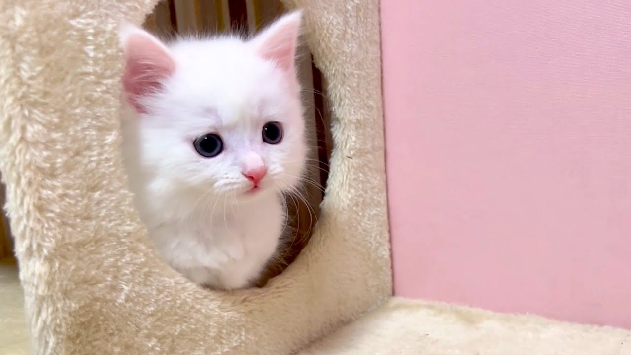 【マンチカンの子猫】白猫の子猫を観察してみる件 ～猫のいる生活Vol.909～出産動画 マンチカン短足・ミヌエット・ペルシャ猫専門ブリーダー『ペット蔵人』【子猫の成長記録】