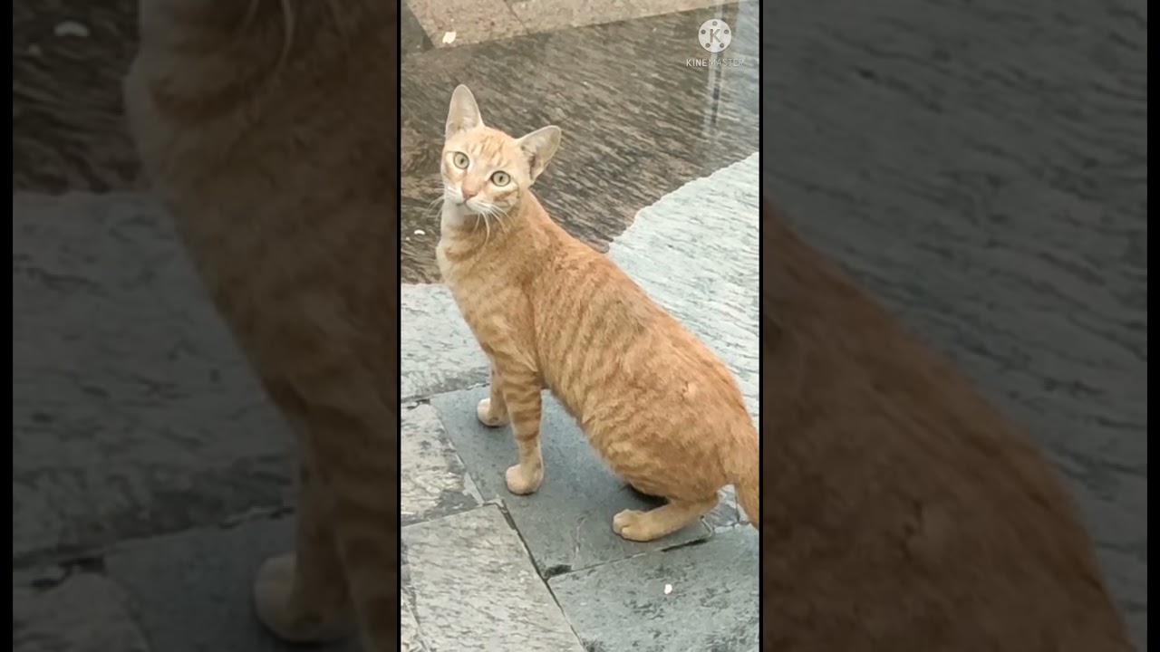 Beautiful  eyes of cute brown cat. ( प्यारी भूरी बिल्ली की सुंदर आँखें )