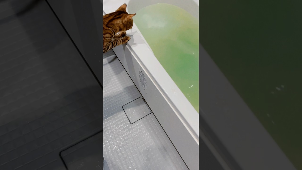 シンタローくん入りたいの❓癒しのグリーン色のお湯♨️ #cat #ニャン #オシキャット #ベンガル #癒し動画 #おやすみ前に #入浴剤 #薬泉めぐり#asmr