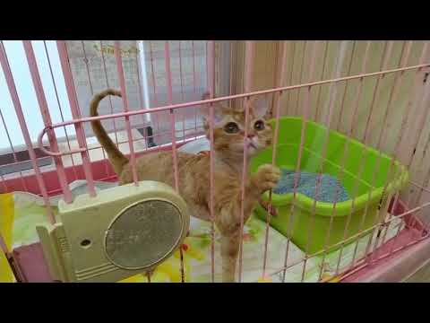 デボンレックス