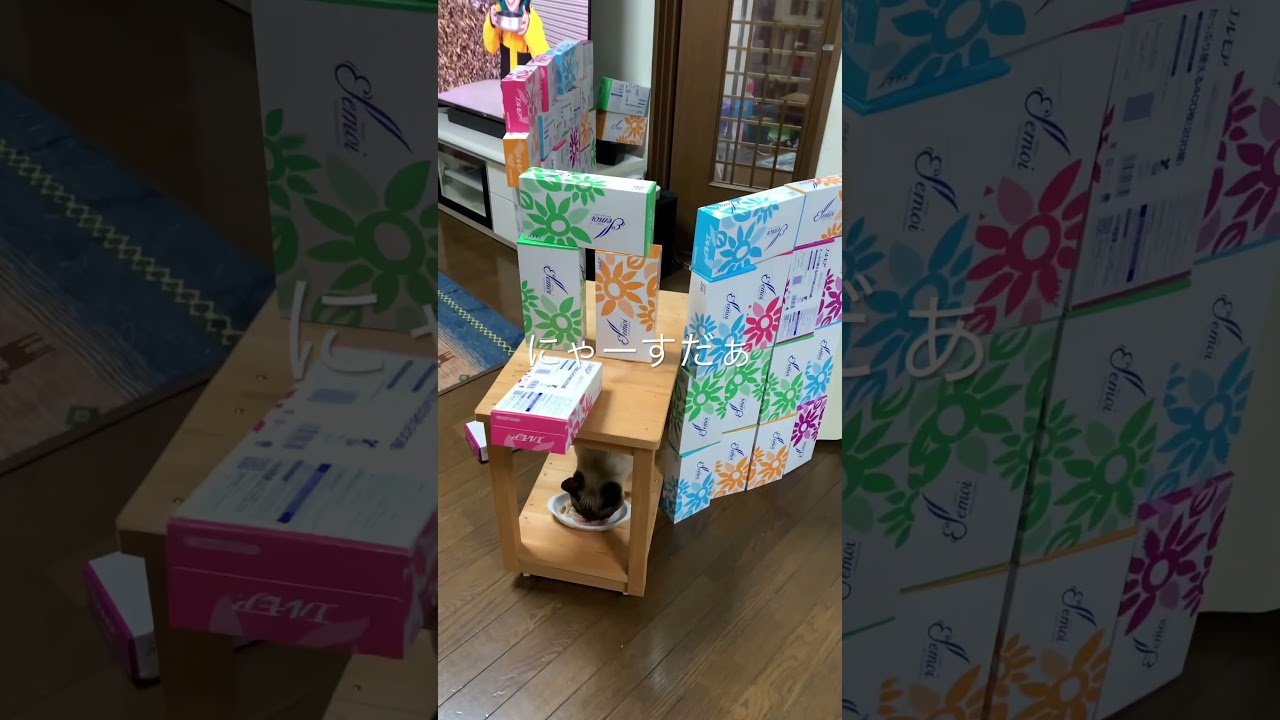 20 シャム猫　にゃーす　シニア猫12歳♂#shorts #シャム猫