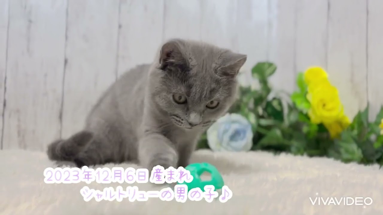 シャルトリュー 柔らかな毛並みが美しいブルーの男の子❤️