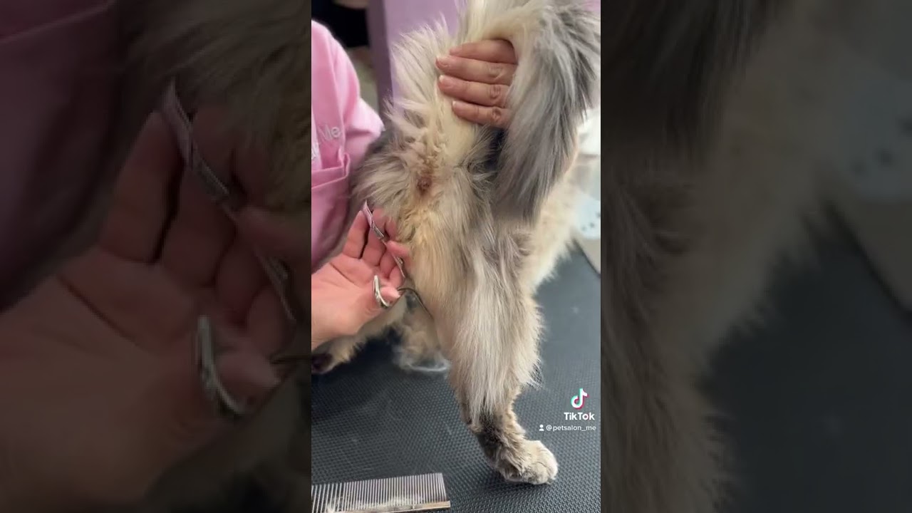 ソマリの莉凰くんが来てくれました　京都市南区　ペットサロンみぃ〜