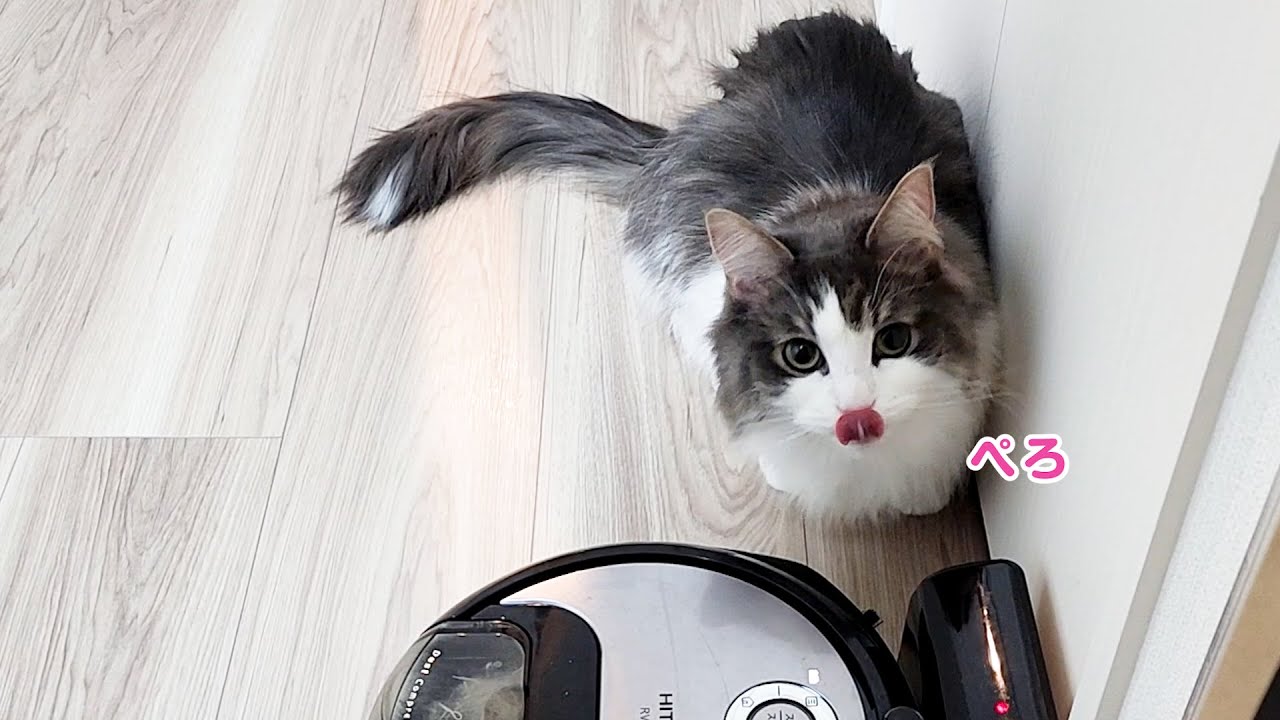 ノルウェージャンが頭の良さを発揮したらまさかの…【２歳猫vs家電】