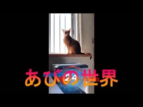 ネコ動画あび＃3127　あびの毎日　アビシニアン　あび
