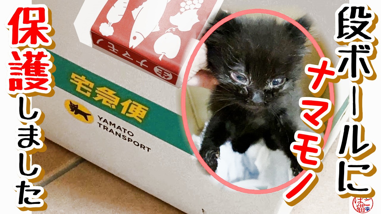 【子猫 保護  お名前募集】宅急便にナマモノのシール。。ナマモノ保護しました