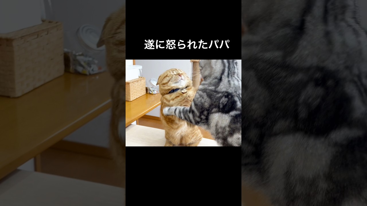 『パパやりすぎたのん』 #猫 #マンチカン #shorts